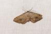 Coenocalpe lapidata